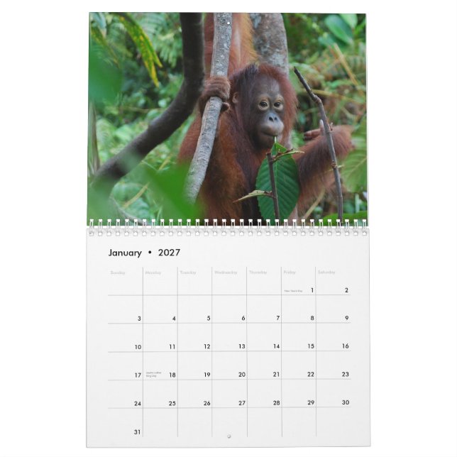 Krista Orangutan 2012 wildlife charity Calendar (Jan 2027)