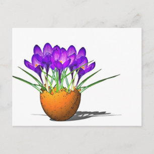 Krokusse Postcard