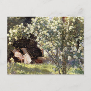 Kroyer's Les Roses Postcard