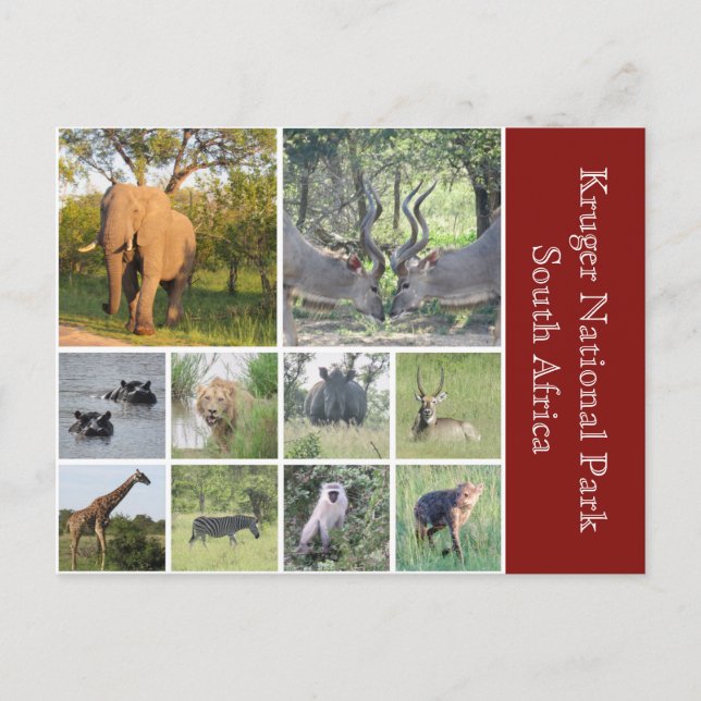 kruger animals postcard (Front)
