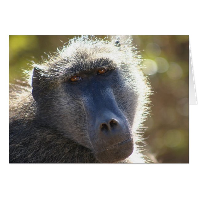 Kruger Baboon (Front Horizontal)