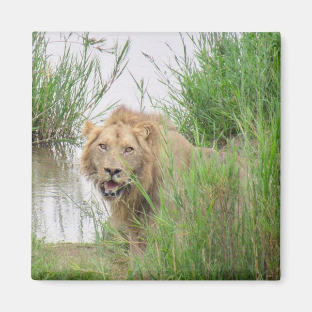 kruger king magnet (Front)