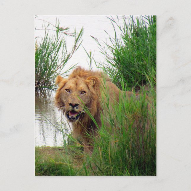 kruger lion postcard (Front)