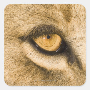 Kruger National Park, Limpopo Province Square Sticker