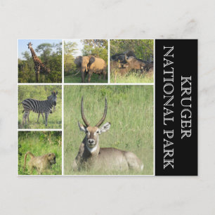 kruger national park postcard