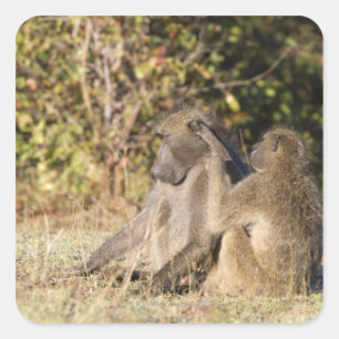 Kruger National Park, South Africa Square Sticker