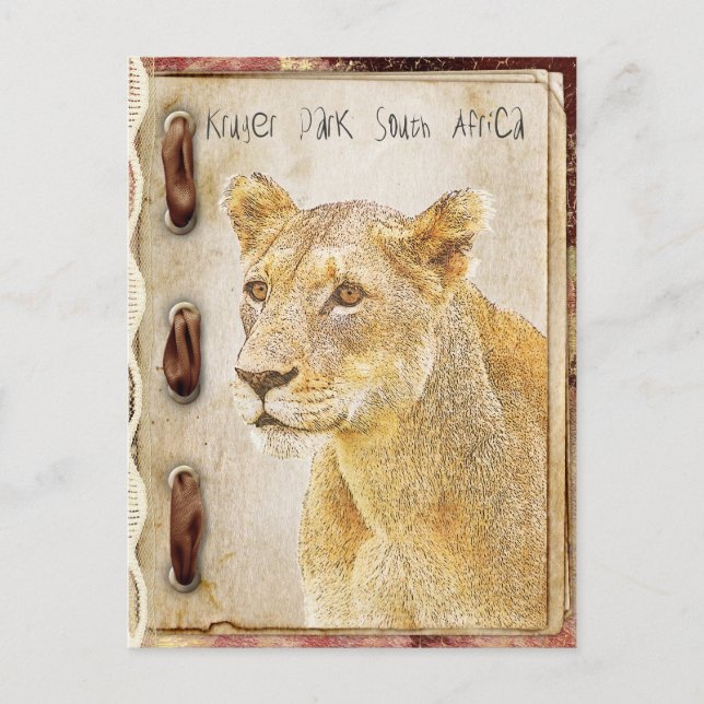 Kruger park, South Africa Postcard (Front)