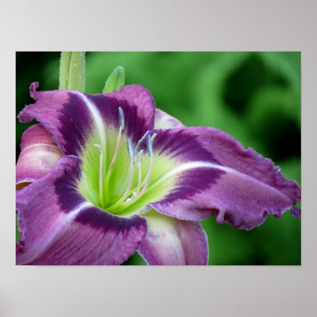 Krypton Core Daylily Poster (Front)