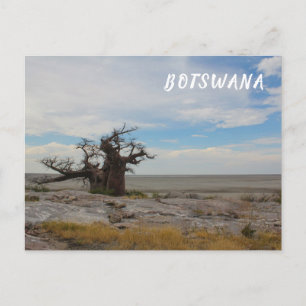Kubu Island Baobab Tree Baobabs Botswana Scenery Postcard