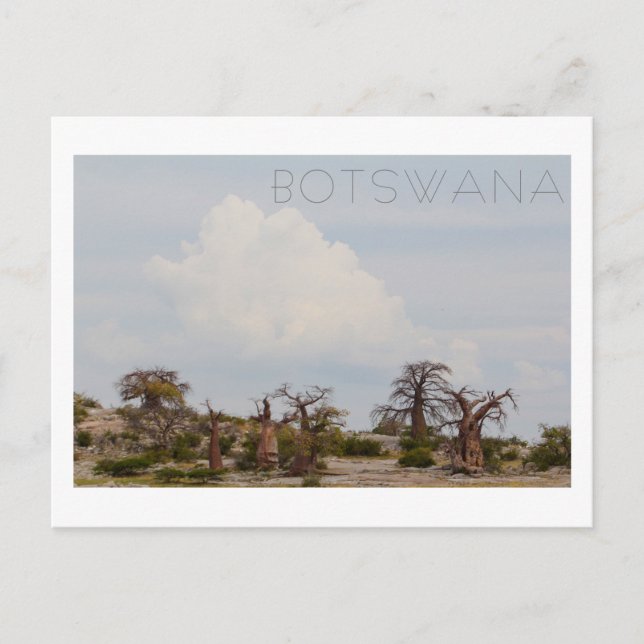Kubu Island Baobab Tree Baobabs Botswana Scenery Postcard (Front)