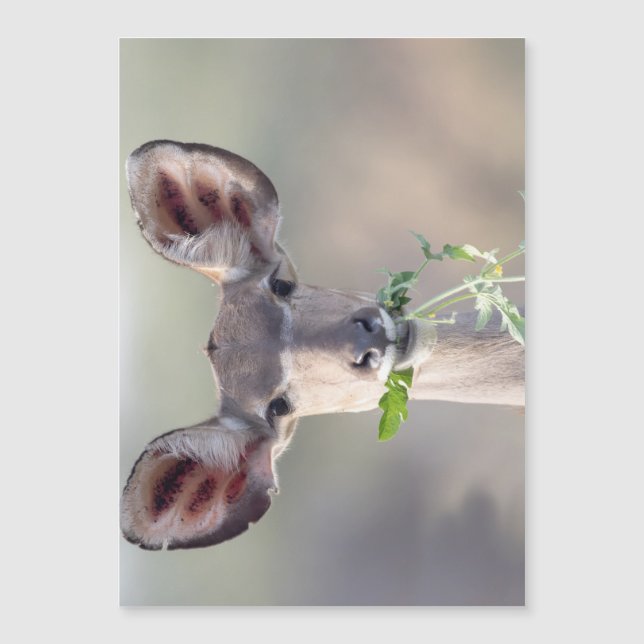 Kudu portrait (Front)