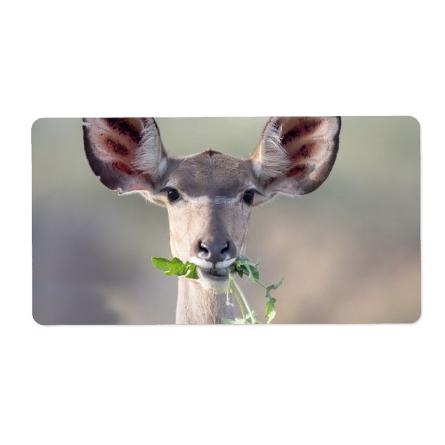 Kudu portrait (Front)