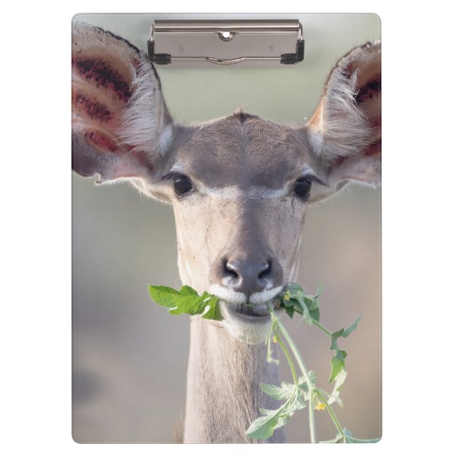 Kudu portrait clipboard (Front)