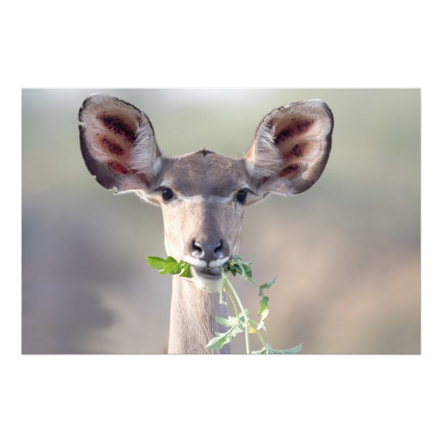 Kudu portrait photo print (Front)