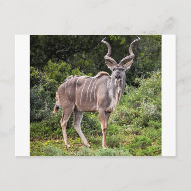 Kudu. Postcard (Front)