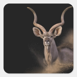 Kudu’s Spirit Square Sticker