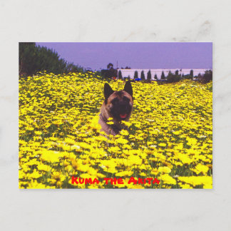 Kuma the Akita Postcard