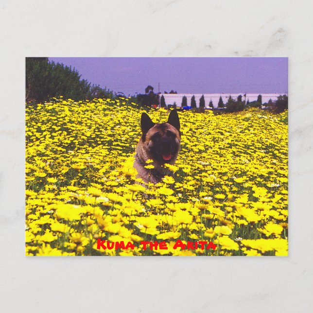 Kuma the Akita Postcard (Front)