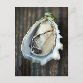 Kumamoto Oyster Postcard