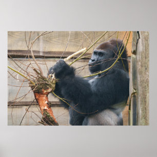 Kumi the Silverback Gorilla Has a Bark Snack Poster