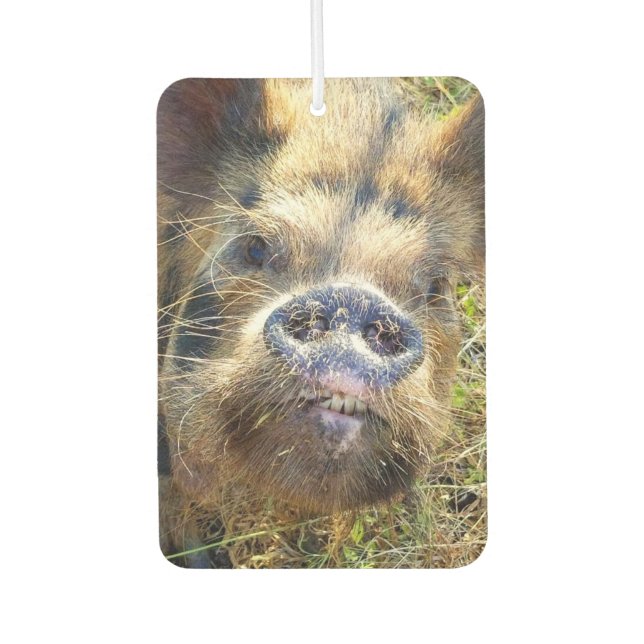 KuneKune Pig Car Air Freshener (Front)