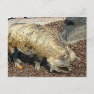 Kunekune Pig Postcard