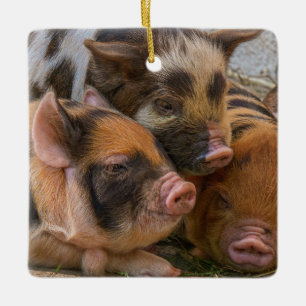 KuneKune Piglets Ceramic Ornament