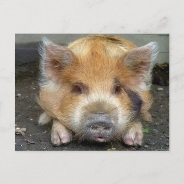 KuneKune Pigs Postcard (Front)