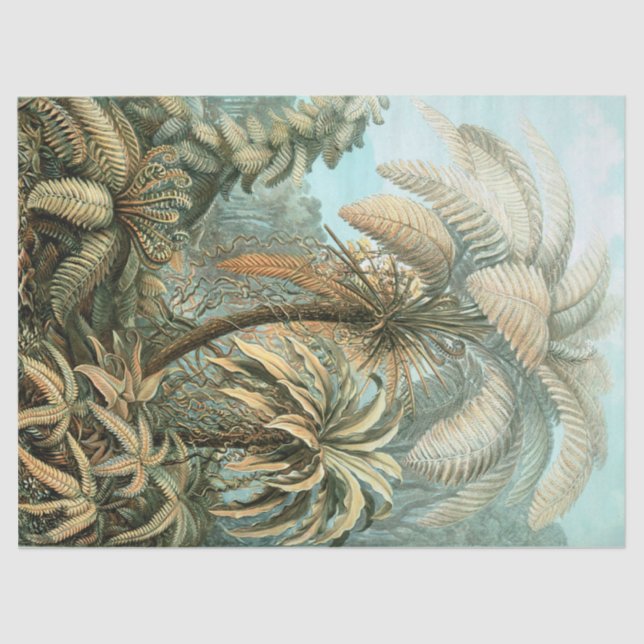 Kunstformen der Natur, Filicinae - Ernst Haeckel Tissue Paper (Front)