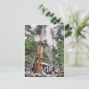 Kurama-dera (Yoshitsune-do hall) Postcard