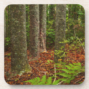 Kuri trees New Zealand Coaster