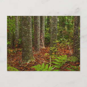 Kuri trees   New Zealand Postcard