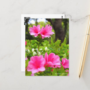 Kurume Azalea Postcard