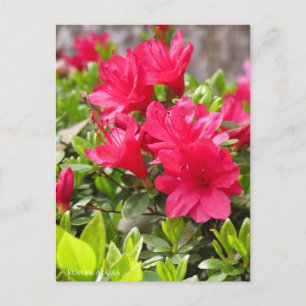 Kurume Azalea Postcard