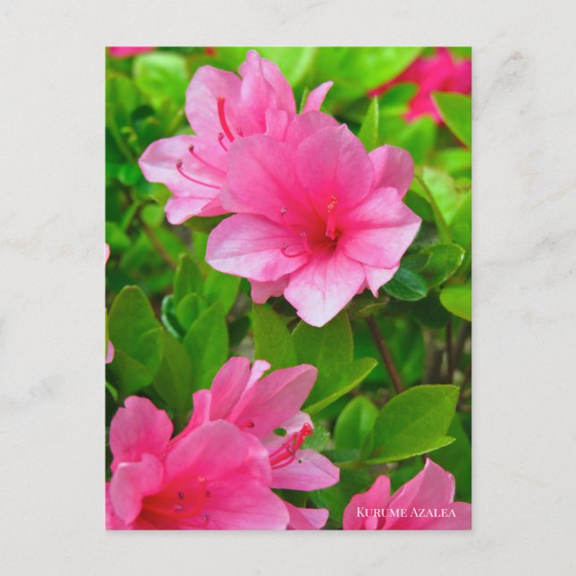 Kurume Azalea Postcard (Front)
