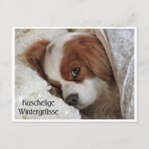 Kuschelige Wintergrüsse Postcard