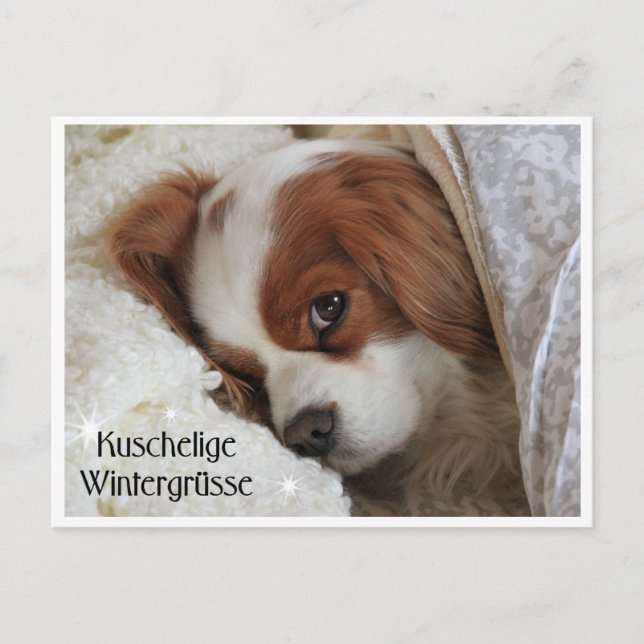 Kuschelige Wintergrüsse Postcard (Front)