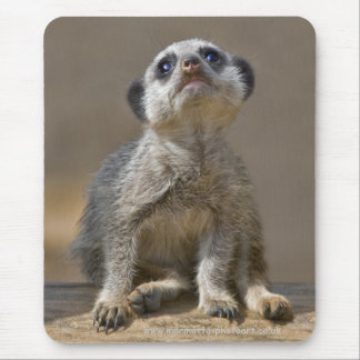 Kute Kat Mousemat
