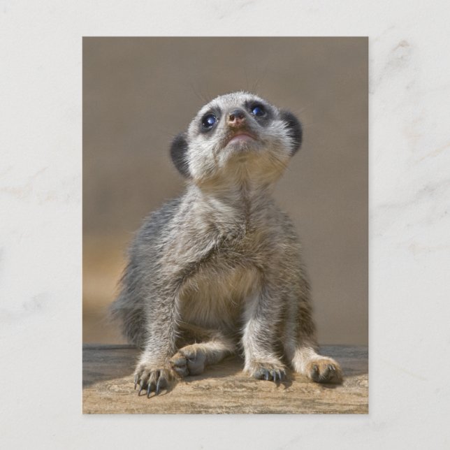 Kute Kat Postcard (Front)