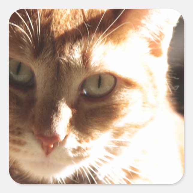 Kute Kitty! Square Sticker (Front)