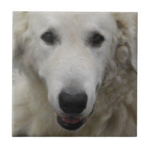 Kuvasz Dog Breed  Tile