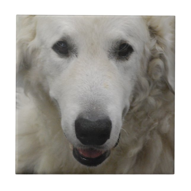 Kuvasz Dog Breed  Tile (Front)