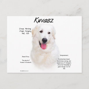 Kuvasz History Design Postcard