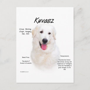 Kuvasz History Design Postcard