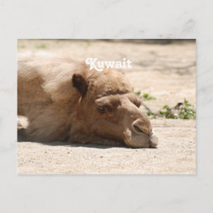 Kuwait Camel Postcard