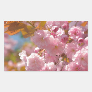 Kwanzan cherry in sunny day rectangular sticker