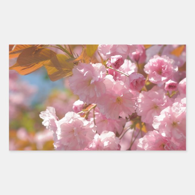 Kwanzan cherry in sunny day rectangular sticker (Front)