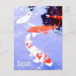 Kyoto Japan Kohaku koi carp Japanese travel Postcard