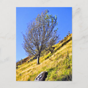 L0NE TREE POSTCARD