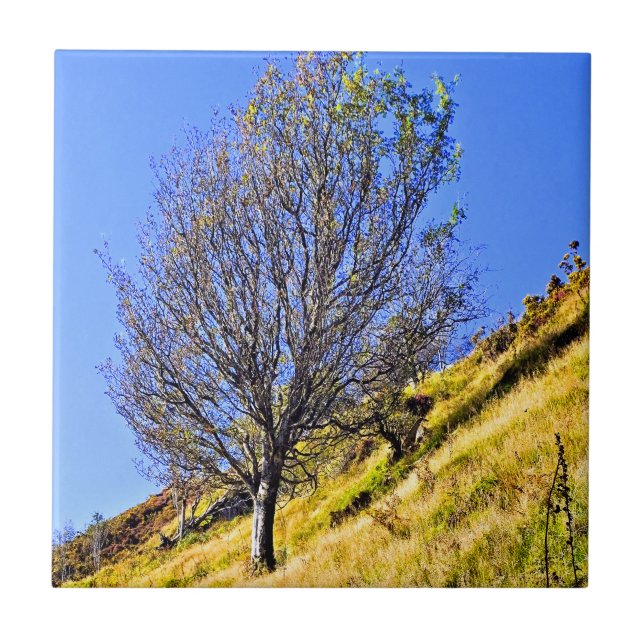 L0NE TREE TILE (Front)